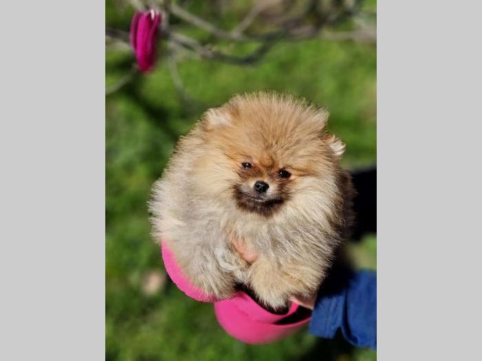prelepi štenci pomeranaca besplatni mali oglasi