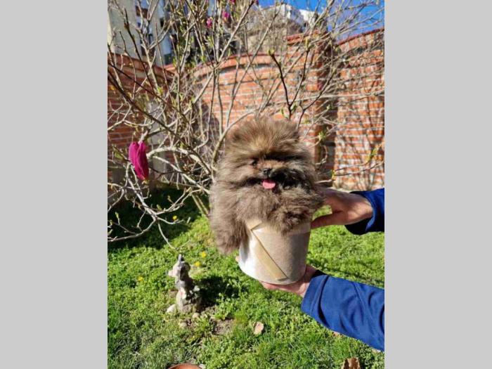 prelepi štenci pomeranaca besplatni mali oglasi