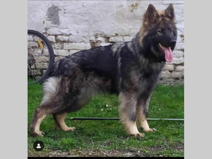 nemački ovčar besplatni mali oglasi