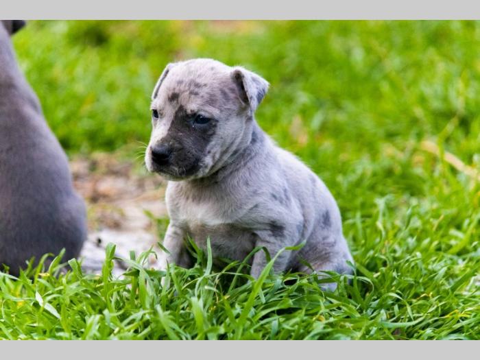 pit bul terijer štenci besplatni mali oglasi
