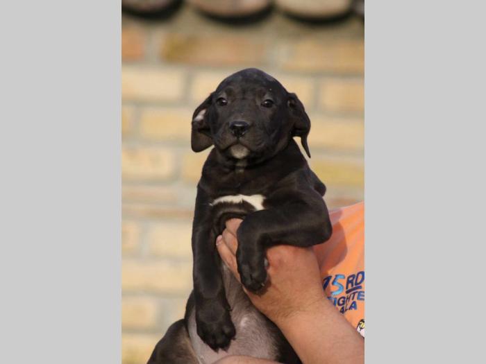 presa canario štenci besplatni mali oglasi