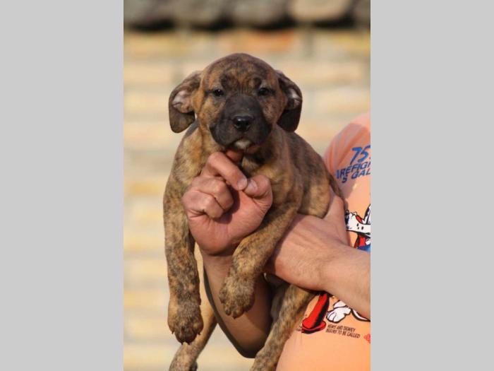 presa canario štenci besplatni mali oglasi