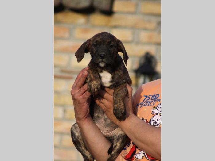 presa canario štenci besplatni mali oglasi