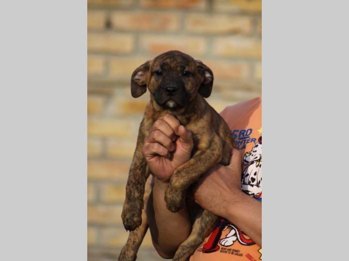 presa canario štenci besplatni mali oglasi