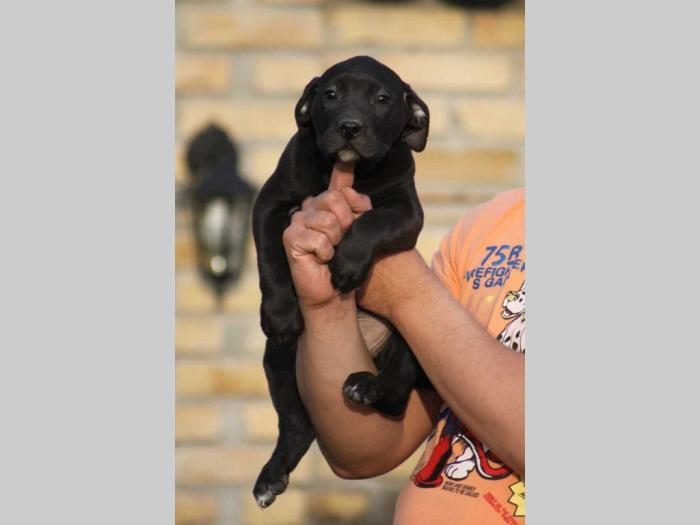 presa canario štenci besplatni mali oglasi