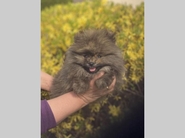 prelepi štenci pomeranaca besplatni mali oglasi