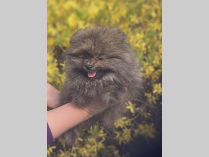 prelepi štenci pomeranaca besplatni mali oglasi