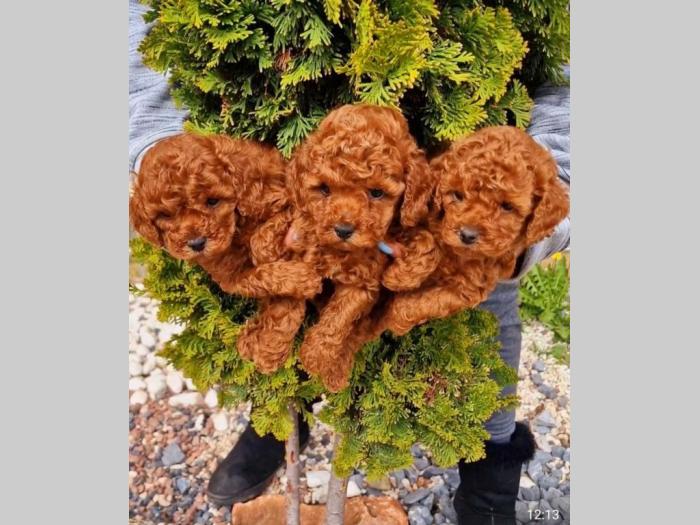 dostupni štenci toy i mini pudle besplatni mali oglasi