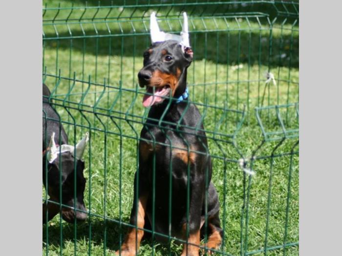 u ponudi štenci dobermana vrhunskih krvnih linija besplatni mali oglasi