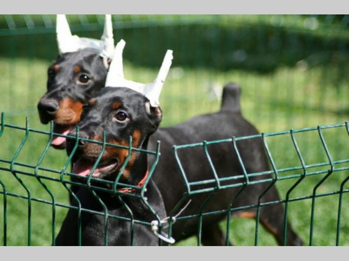 u ponudi štenci dobermana vrhunskih krvnih linija besplatni mali oglasi