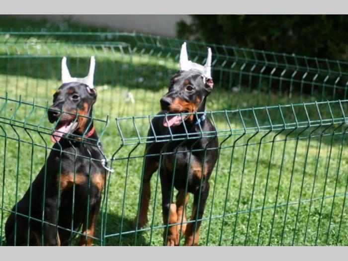 u ponudi štenci dobermana vrhunskih krvnih linija besplatni mali oglasi