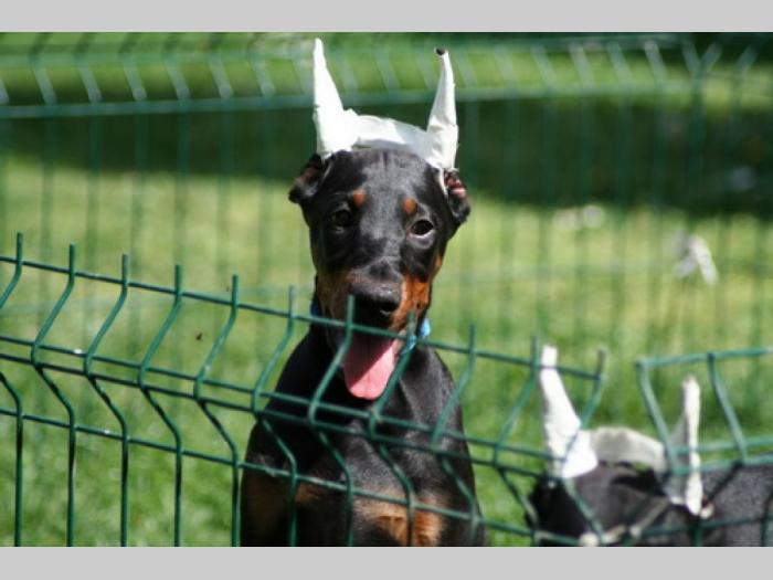 u ponudi štenci dobermana vrhunskih krvnih linija besplatni mali oglasi