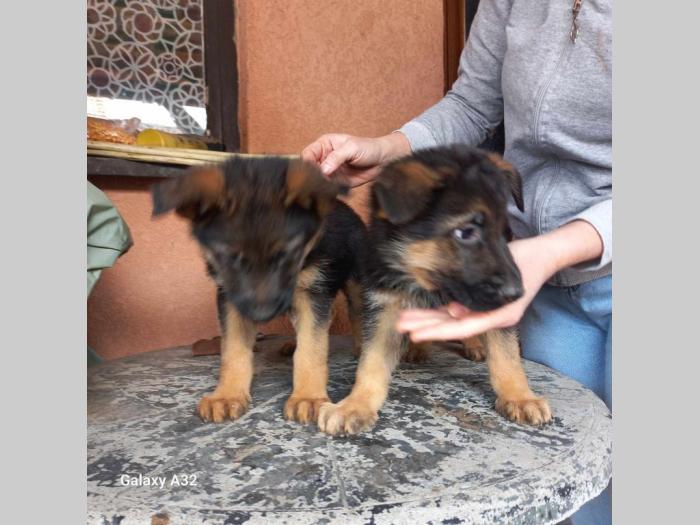 nemački ovčar top ponuda besplatni mali oglasi