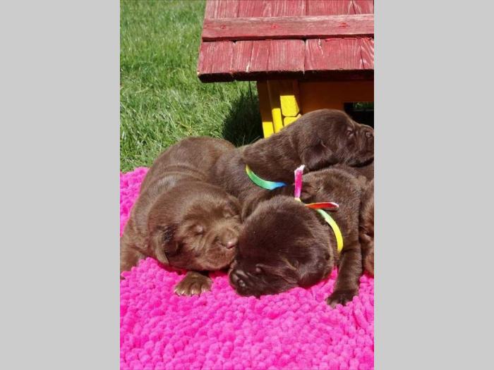 labrador retriver štenci besplatni mali oglasi