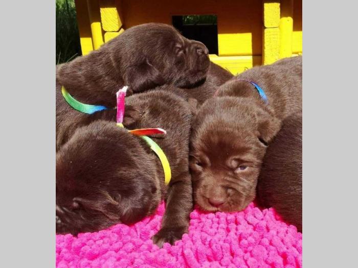 labrador retriver štenci besplatni mali oglasi