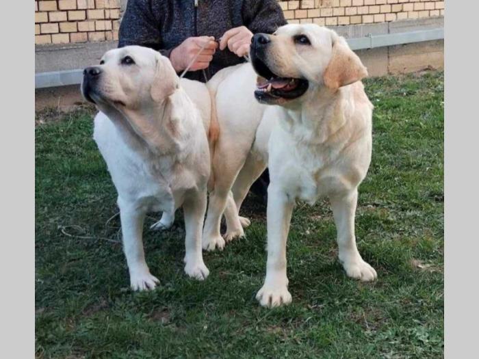 labrador retriver štenci besplatni mali oglasi
