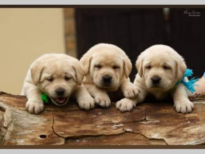 labrador retriver štenci besplatni mali oglasi