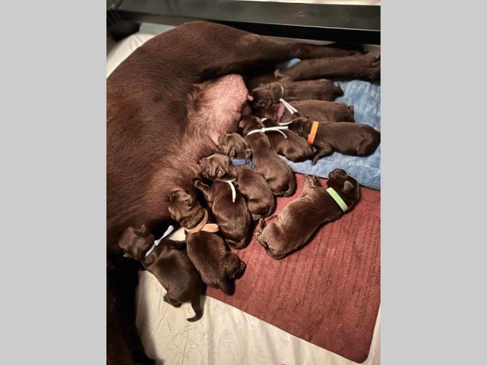 labrador retriver štenci besplatni mali oglasi