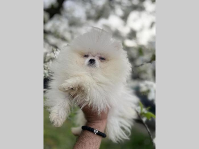pomeranac štenci vrhunskog porekla besplatni mali oglasi