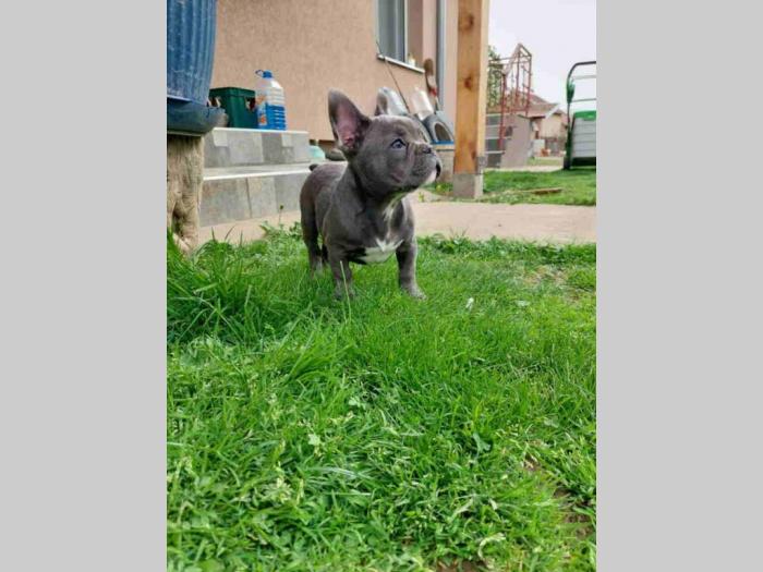 u ponudi štenci francuskog buldoga plave boje besplatni mali oglasi