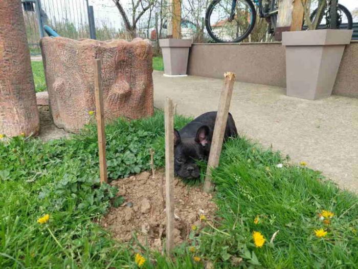 u ponudi štenci francuskog buldoga plave boje besplatni mali oglasi