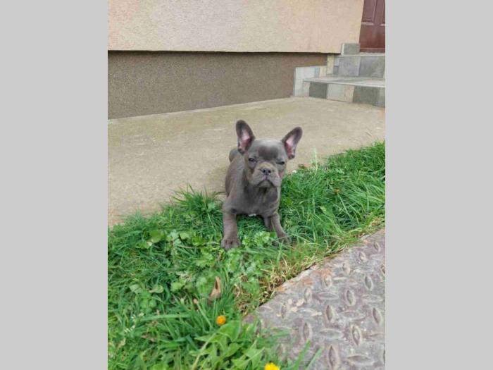 u ponudi štenci francuskog buldoga plave boje besplatni mali oglasi