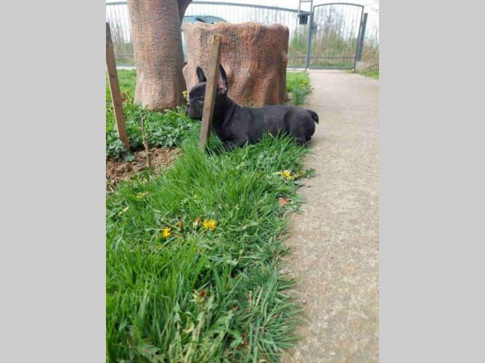 u ponudi štenci francuskog buldoga plave boje besplatni mali oglasi