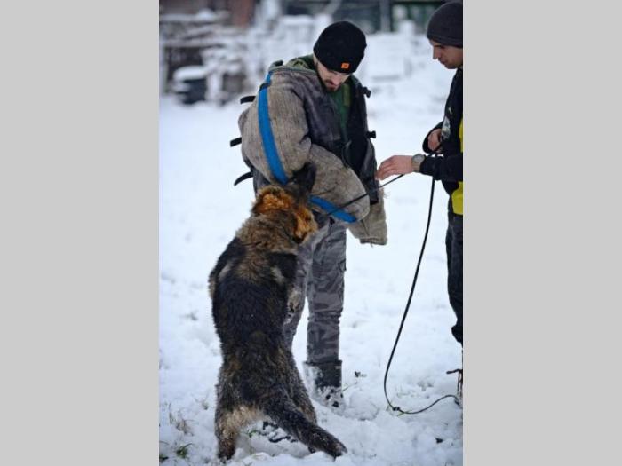 nemački ovčar radni psi na prodaju besplatni mali oglasi
