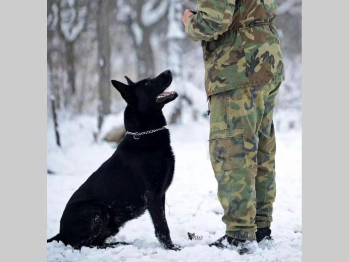 nemački ovčar radni psi na prodaju besplatni mali oglasi
