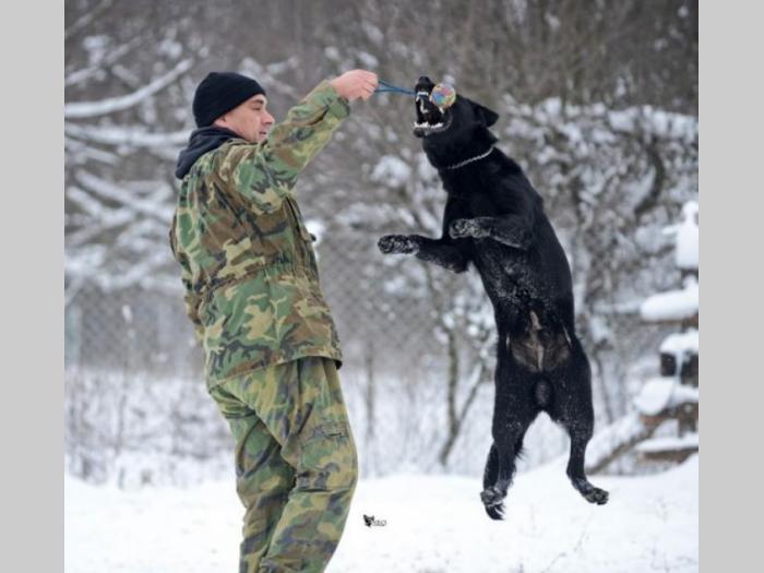 nemački ovčar radni psi na prodaju besplatni mali oglasi
