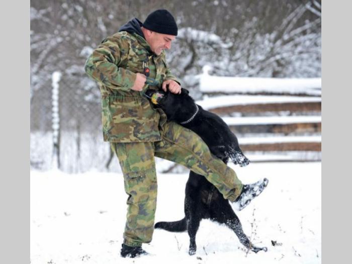 nemački ovčar radni psi na prodaju besplatni mali oglasi