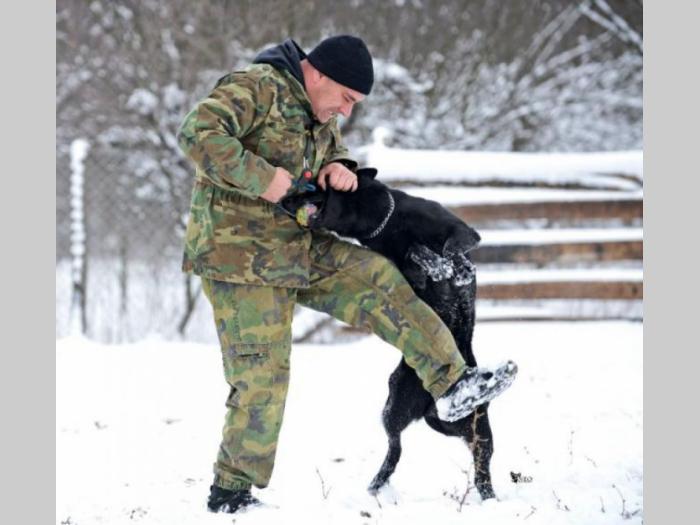 nemački ovčar radni psi na prodaju besplatni mali oglasi