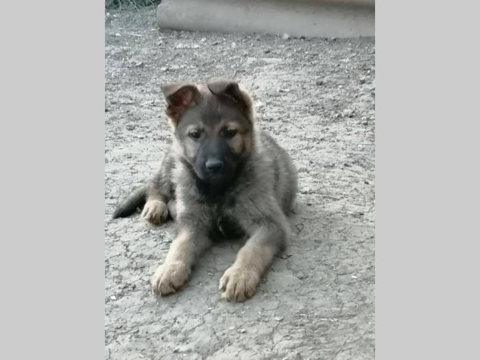 nemački ovčar štenci besplatni mali oglasi