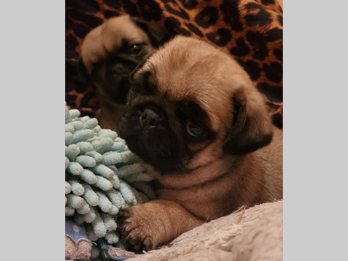mops štenci besplatni mali oglasi