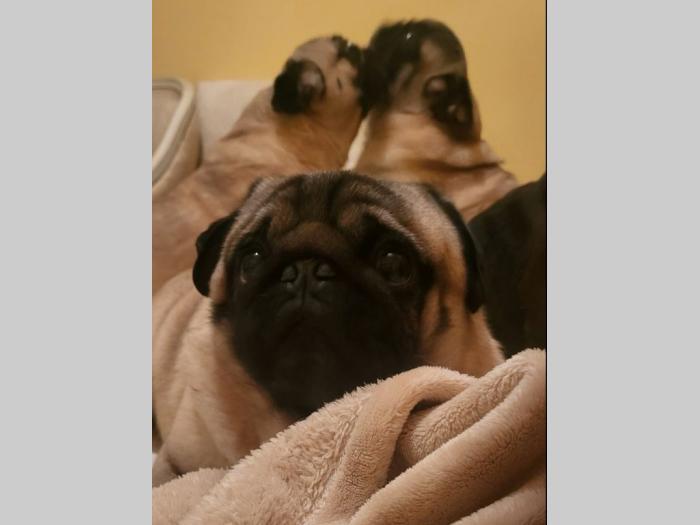 mops štenci besplatni mali oglasi