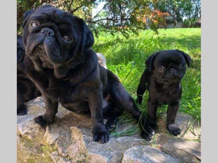 mops štenci besplatni mali oglasi