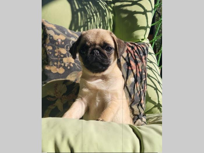 mops štenci besplatni mali oglasi