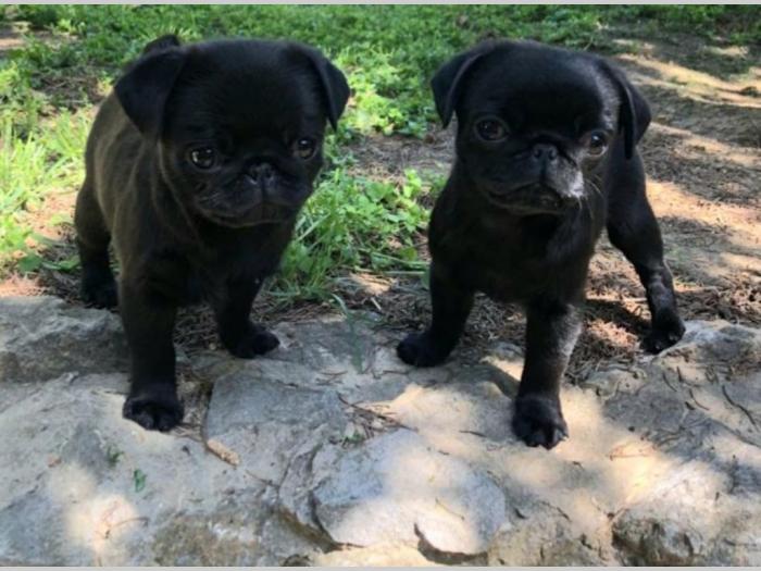 mops štenci besplatni mali oglasi