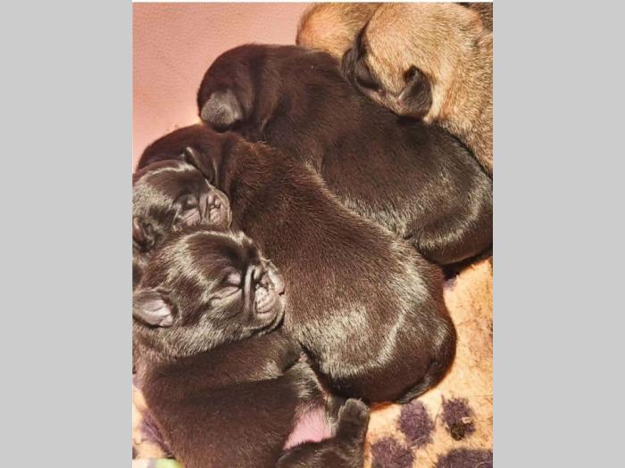 mops štenci besplatni mali oglasi