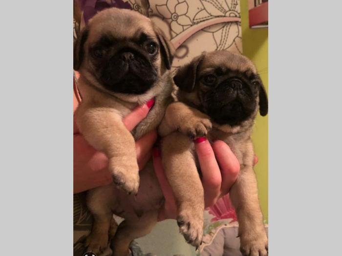 mops štenci besplatni mali oglasi