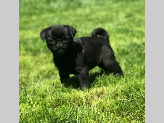 mops štenci besplatni mali oglasi