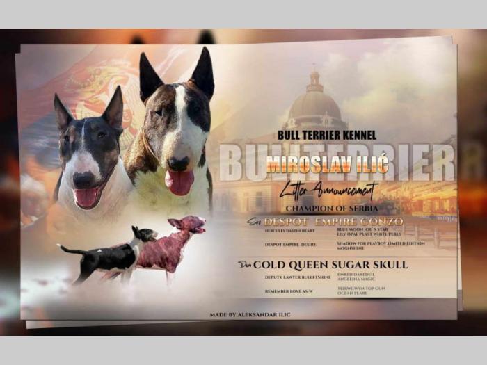 standard bul terijer štenci na prodaju besplatni mali oglasi