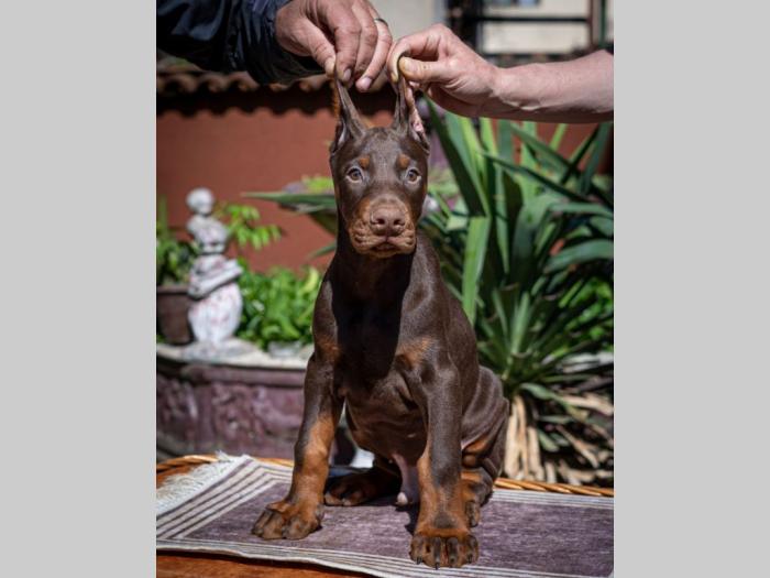 doberman štenci besplatni mali oglasi