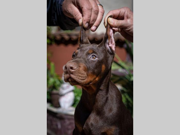 doberman štenci besplatni mali oglasi