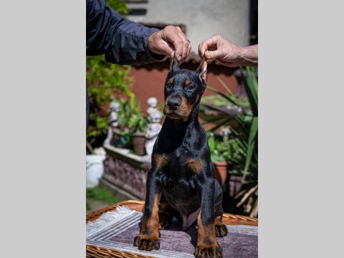 doberman štenci besplatni mali oglasi