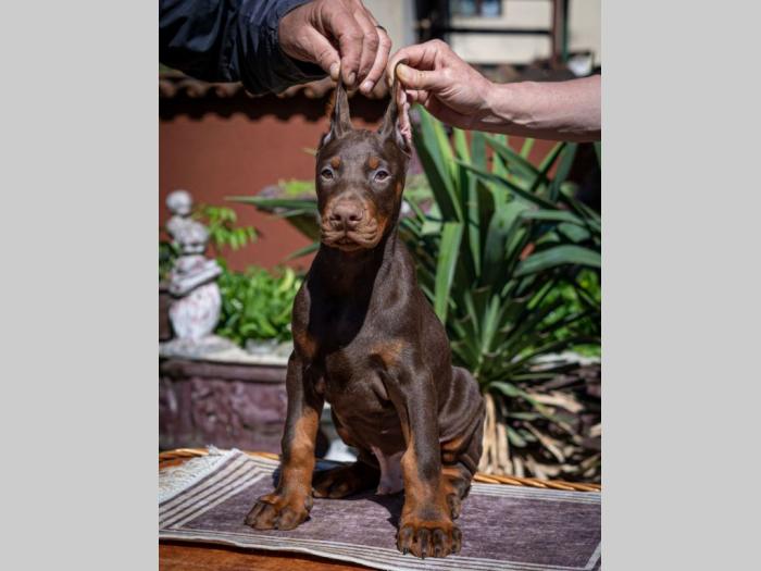 doberman štenci besplatni mali oglasi