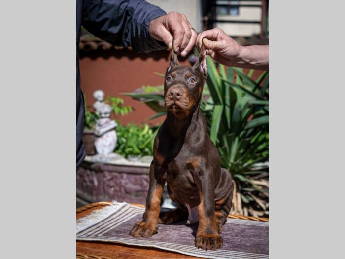 doberman štenci besplatni mali oglasi