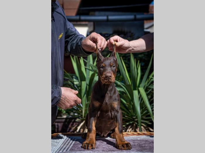 doberman štenci besplatni mali oglasi