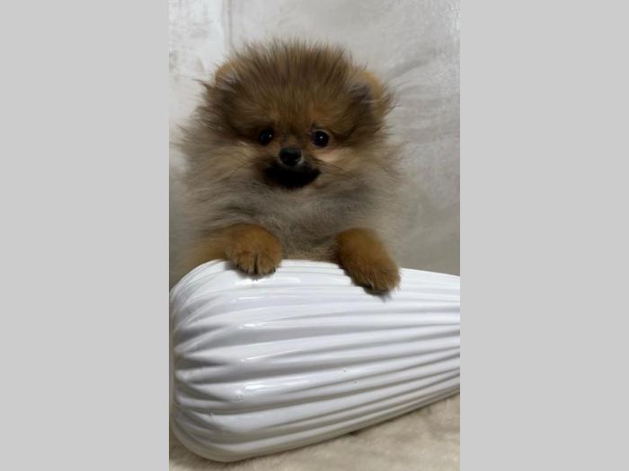 pomeranac boo mužjaci i ženke besplatni mali oglasi