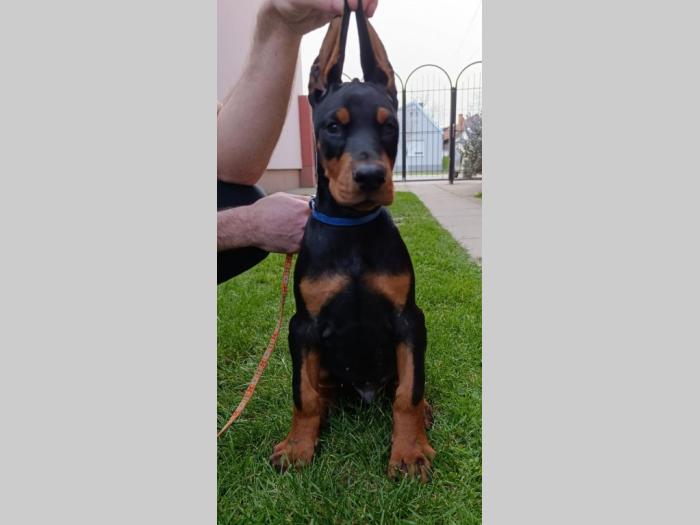 štenci dobermana besplatni mali oglasi